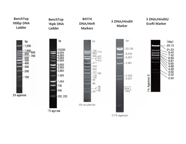 Markers DNA | PDF