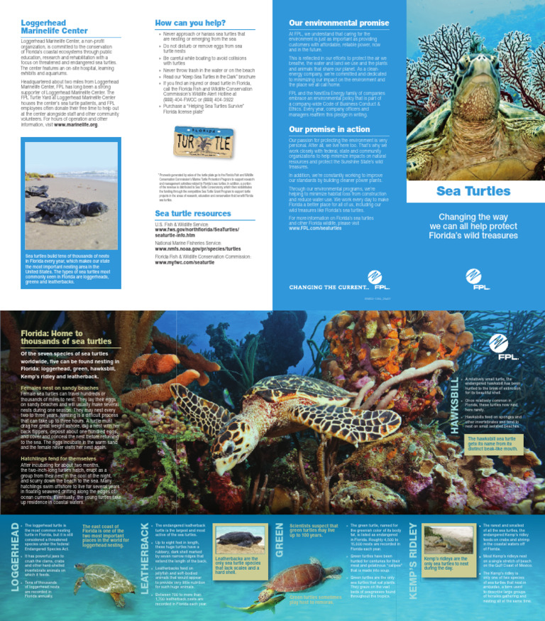 sea-turtles (1) | PDF | Sea Turtle | Turtle