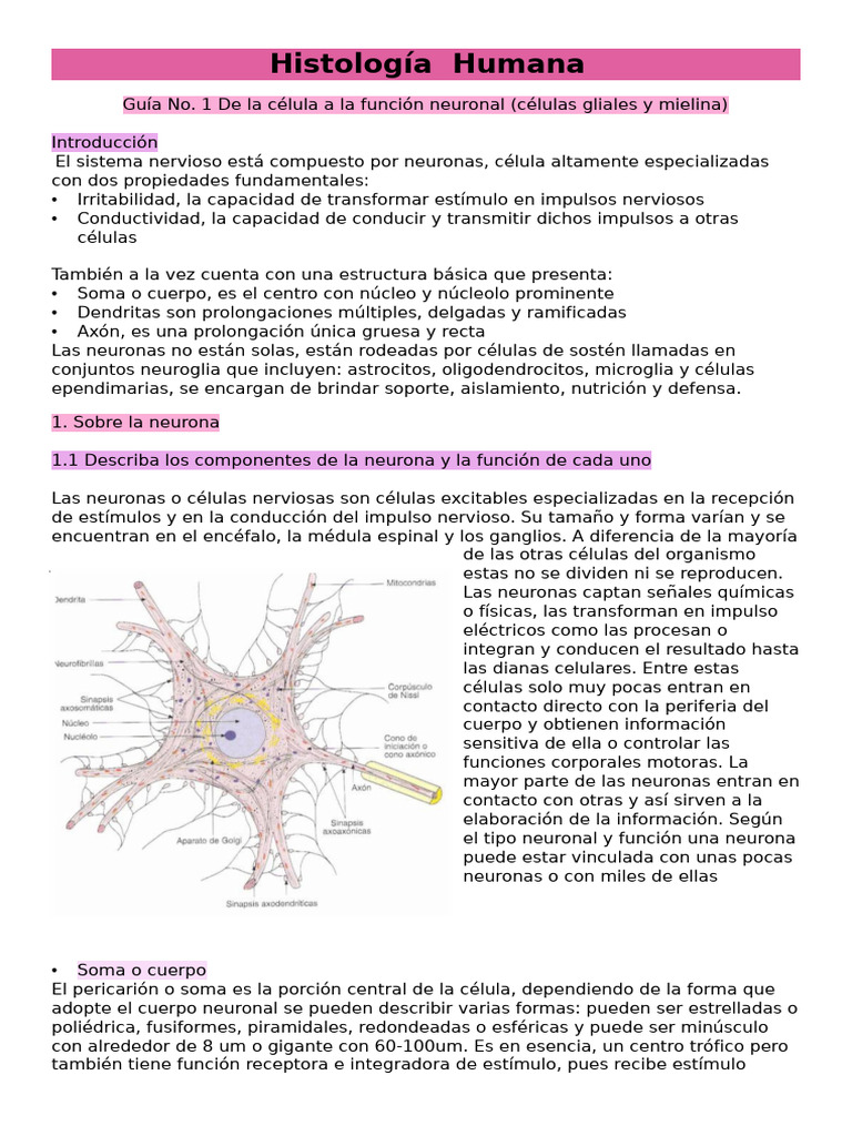 Histología Humana | PDF | Sinapsis | Neurona
