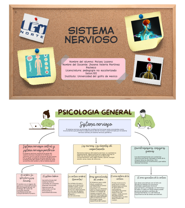 Pizarra Online Mapa Mental Esquema Conceptos Ideas Ilustrado Colores ...