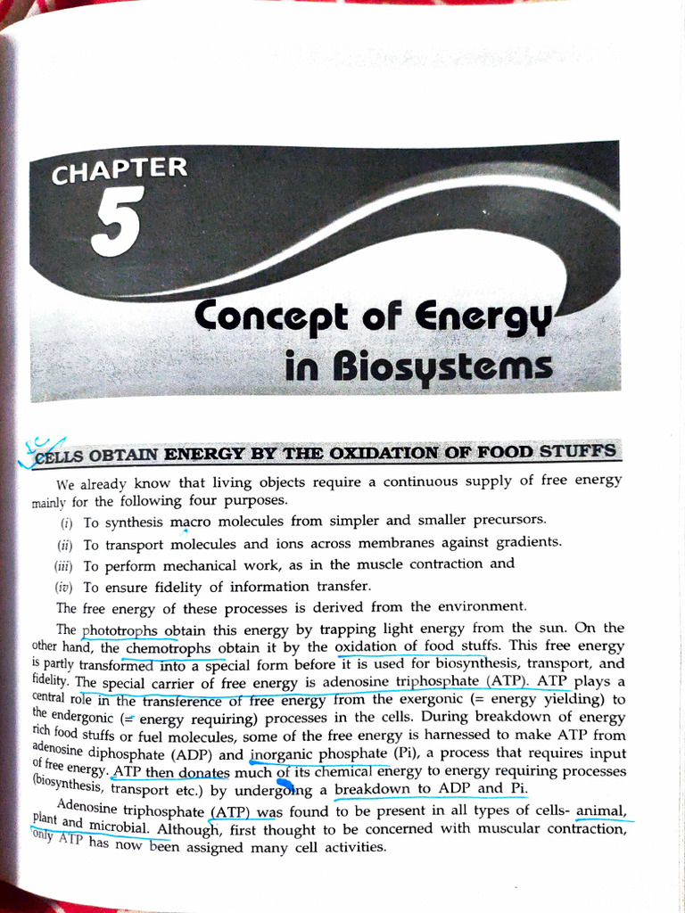 Concept of Energy in Bio System | PDF | Metabolism | Glycolysis