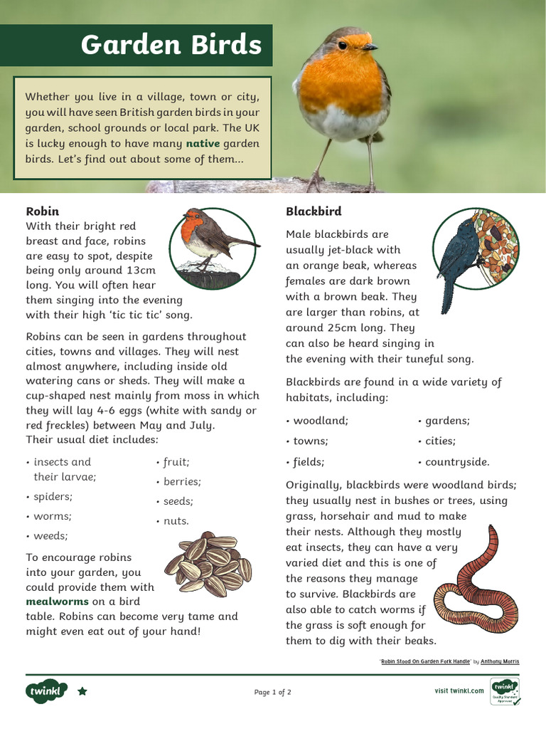 All About Garden Birds UKS2 Differentiated Reading Comprehension | PDF ...