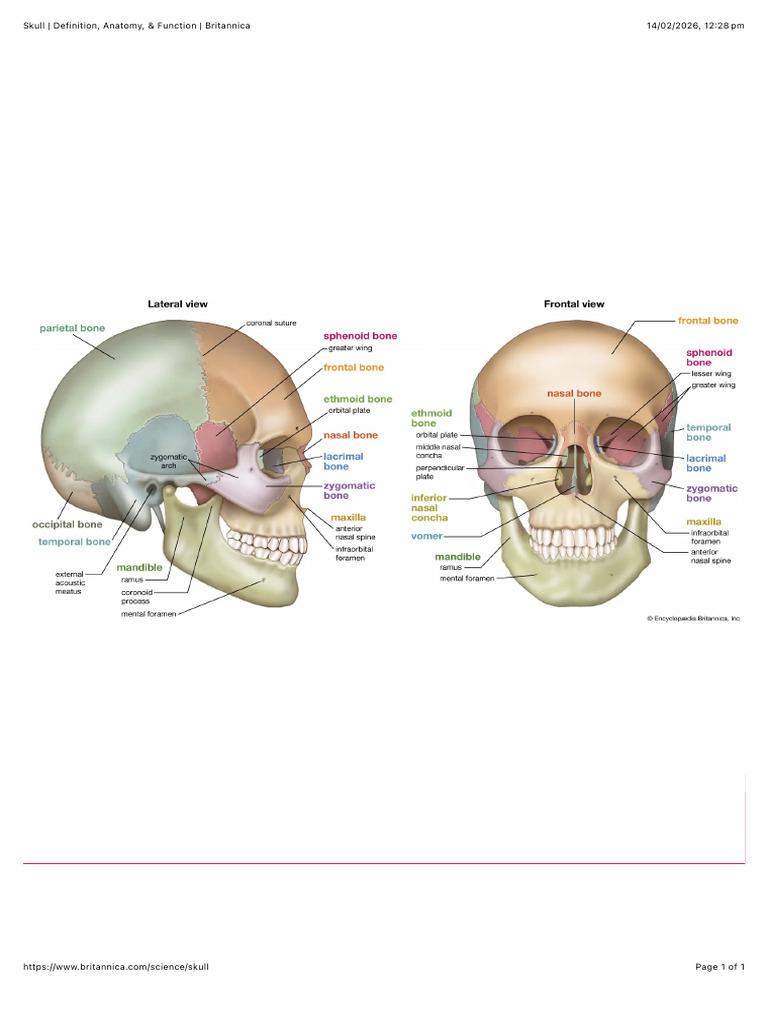 Skull - Definition, Anatomy, & Function - Britannica | PDF