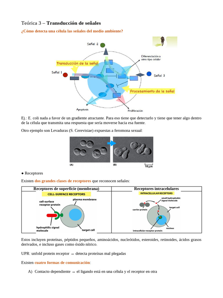 Transducción de señales | PDF | Receptor (Bioquímica) | Transducción de ...