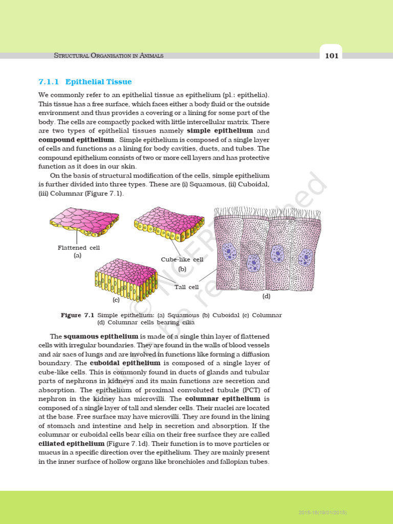 Class XI Biology 112 126 | PDF | Epithelium | Connective Tissue