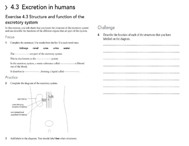 4.3 Excretion WS | PDF