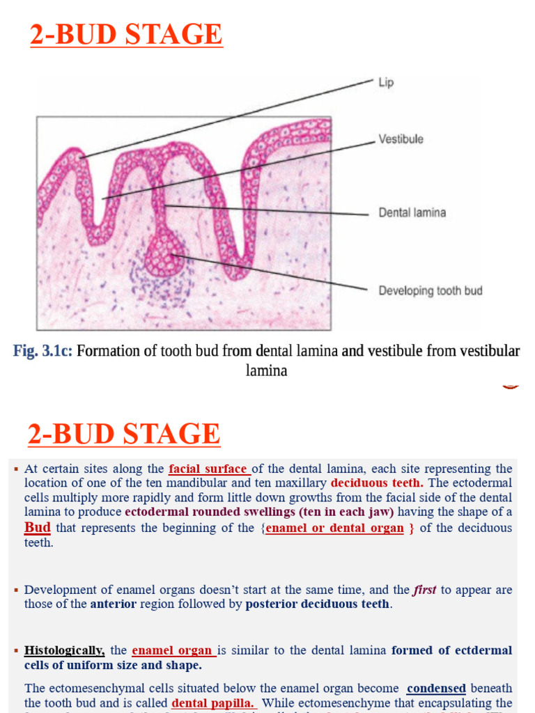 2-Tooth Development and Growth | PDF | Human Tooth | Dental Anatomy