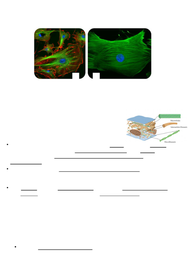 Cytoskeleton, Cell shape, and Motility | PDF | Cytoskeleton | Microtubule