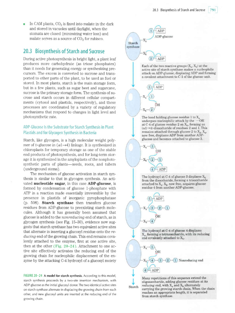 Synthesis of Sucrose and Starch | PDF | Biology | Cell Biology