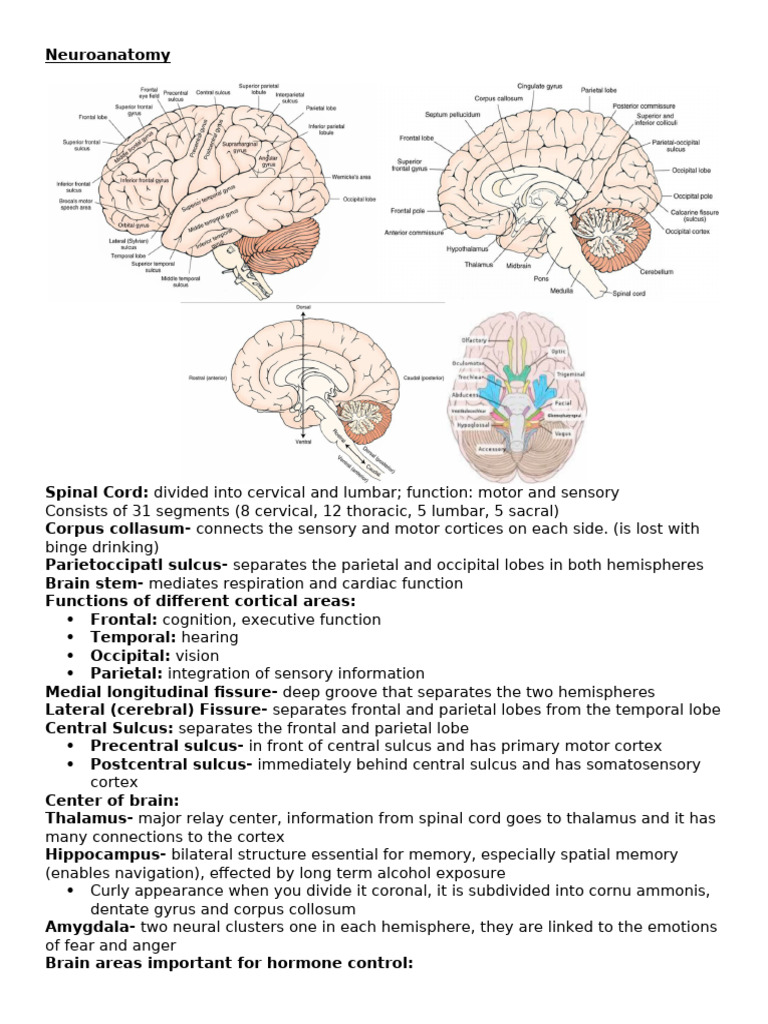 Neuroanatomy Study Sheet | PDF | Cerebral Cortex | Parietal Lobe