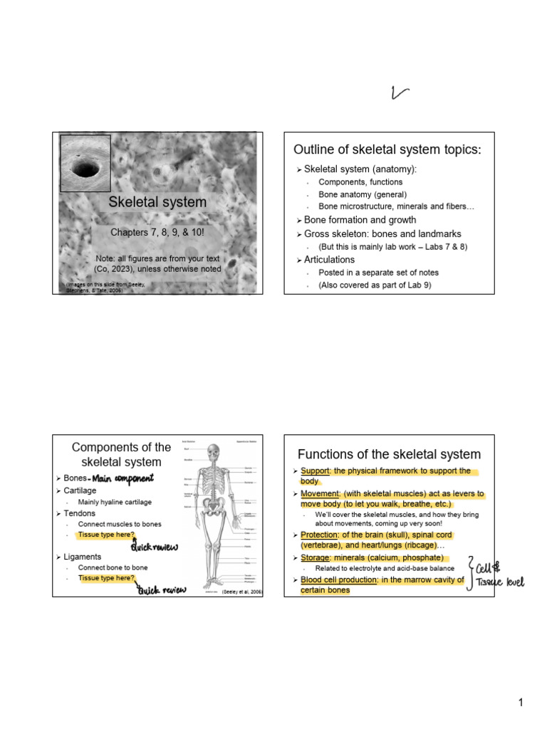 Skeletal System | PDF | Bone | Skeleton