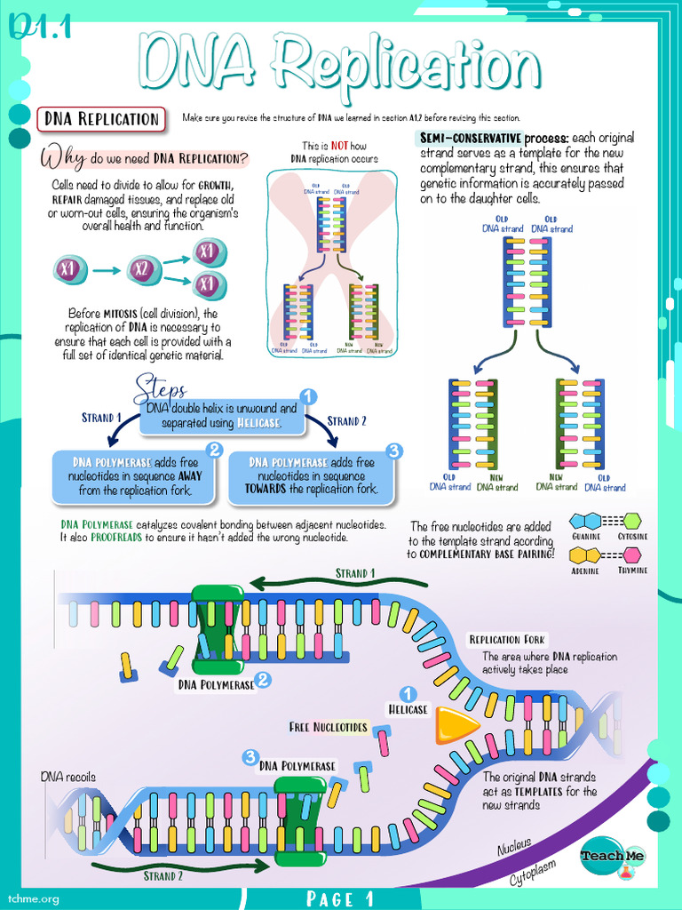 DNA Replication | PDF