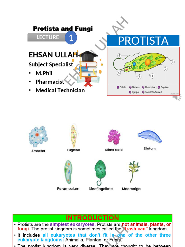 Protista and Fungi Chapter | PDF | Fungus | Protozoa