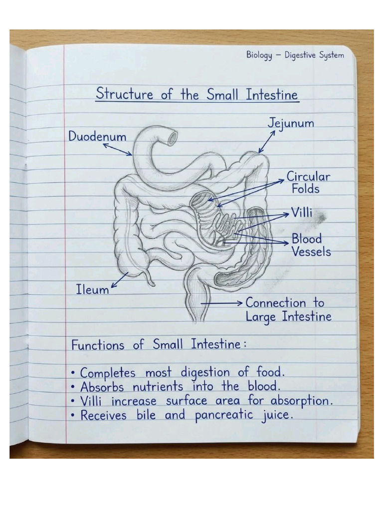 Biology Digestive System Notes by Shubh | PDF