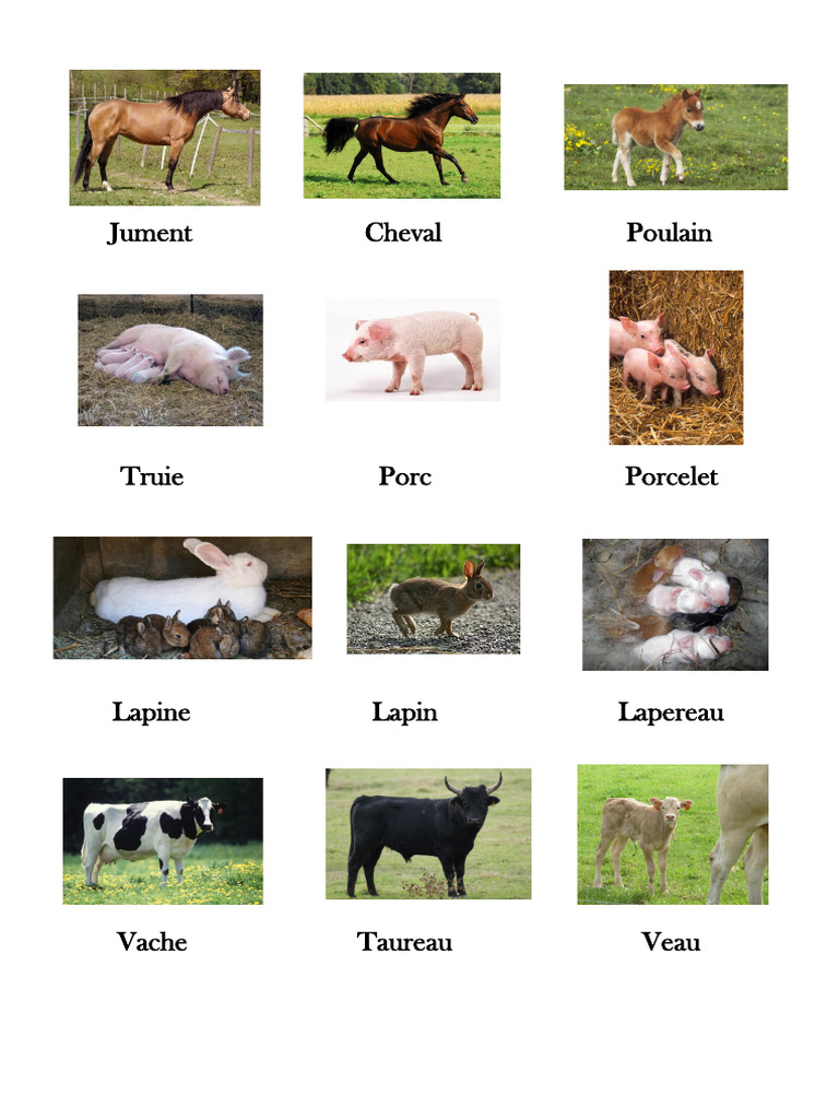 Animaux de La Ferme | PDF
