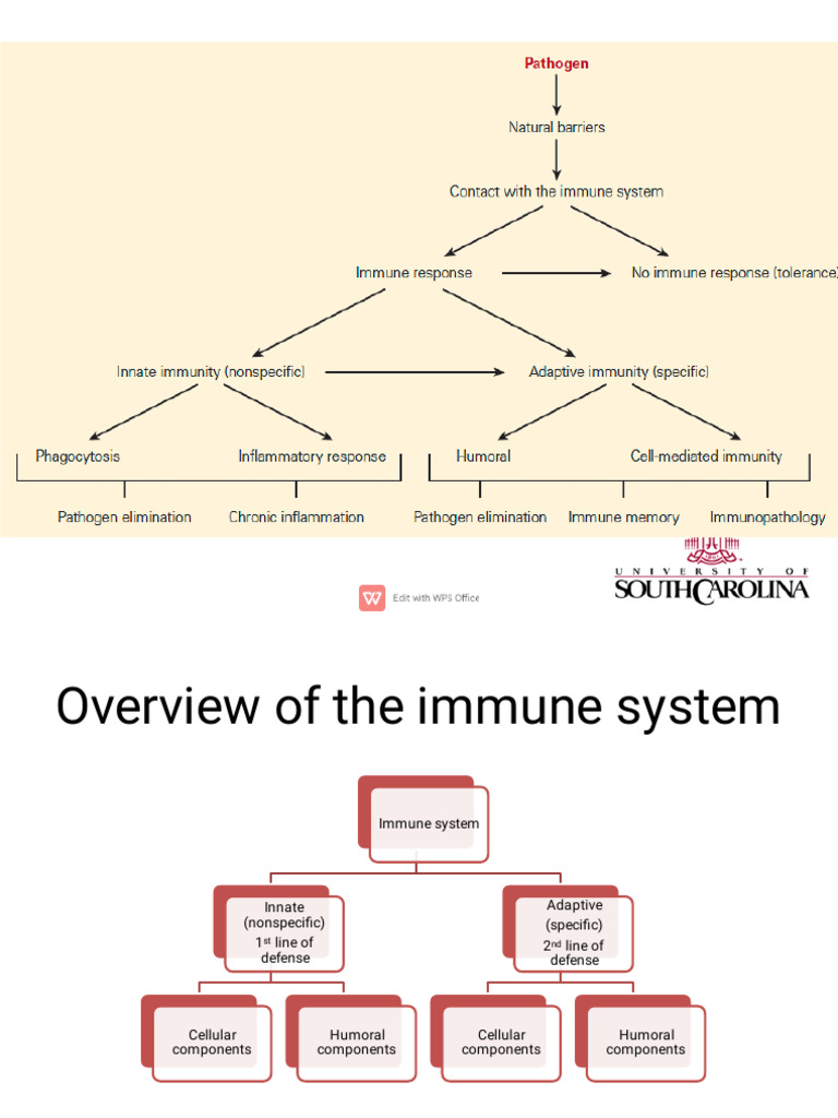 Basic of Immunology Introduction | PDF | Innate Immune System | Macrophage