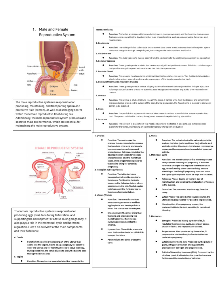 Reproductive System Science Reviewer | PDF | Menstrual Cycle ...
