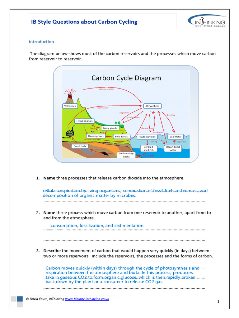 Carbon Cycle Qns | PDF | Carbon Cycle | Carbon Dioxide