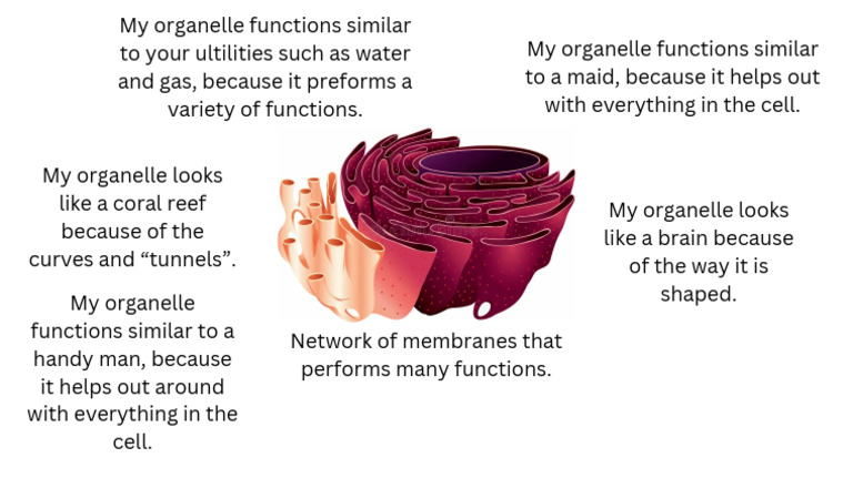 Chance Cross - Endoplasmic Reticulum | PDF
