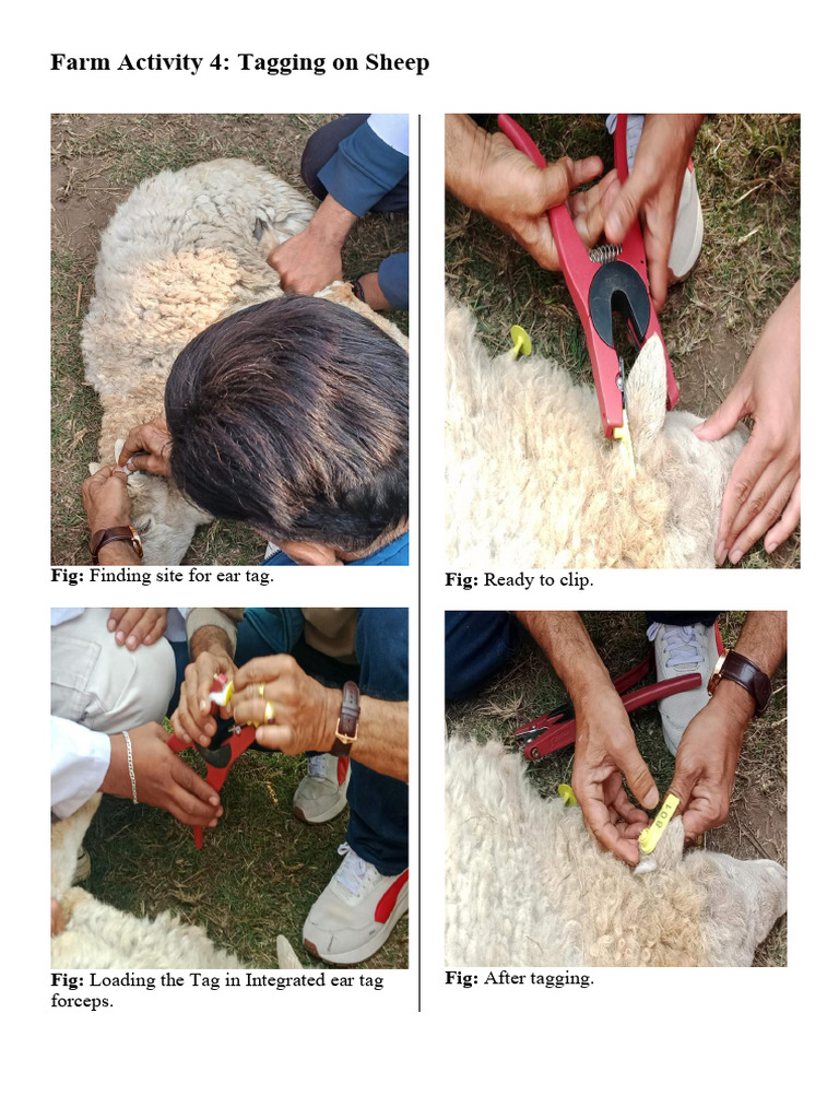 Farm Activity 4 | PDF