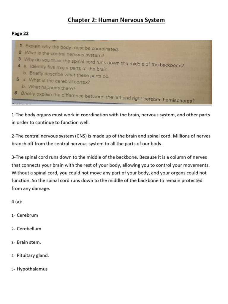 Chapter 2 The Human Nervous System e | PDF | Neuron | Nerve