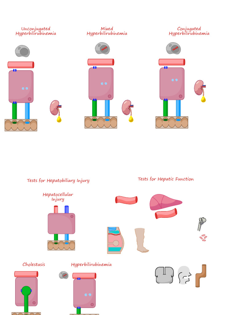 Liver Function Tests (LFTS) - Lecture Template | PDF