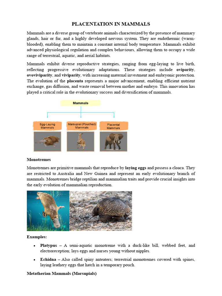 Place Ntation | PDF | Placenta | Mammals