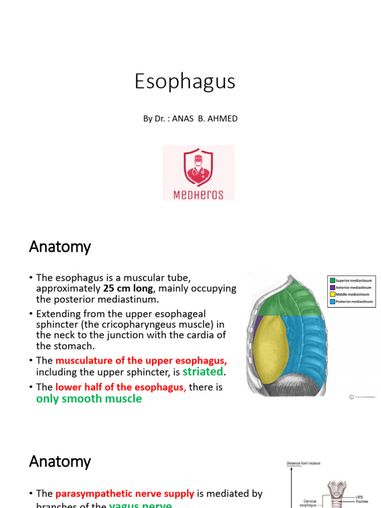Esophageus | PDF | Esophagus | Gastroesophageal Reflux Disease