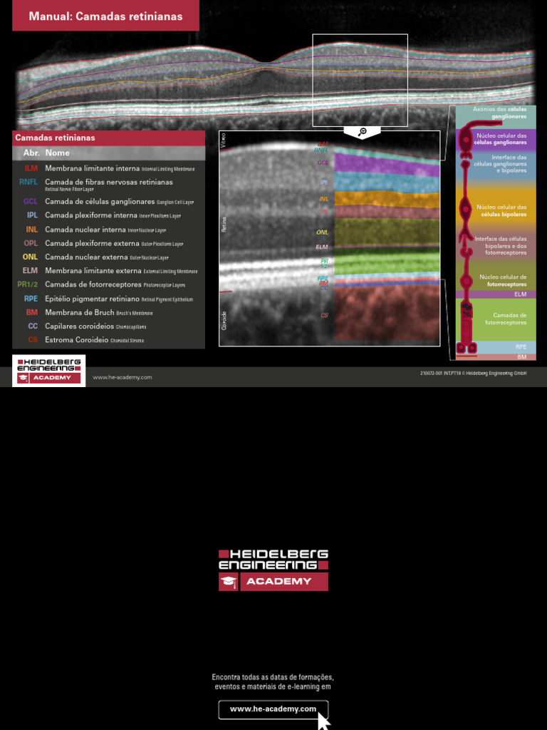 Camadas da Retina Heidelberg | PDF | Retina | Anatomia