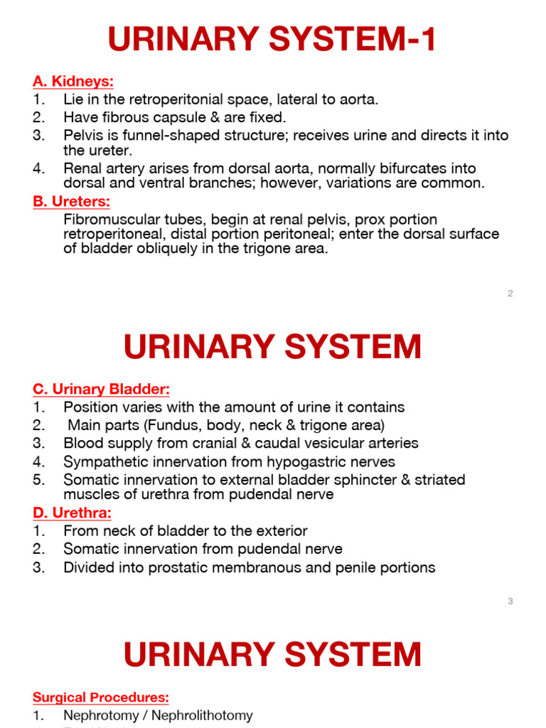 09a - Urinary System 1 | PDF | Kidney | Urinary System