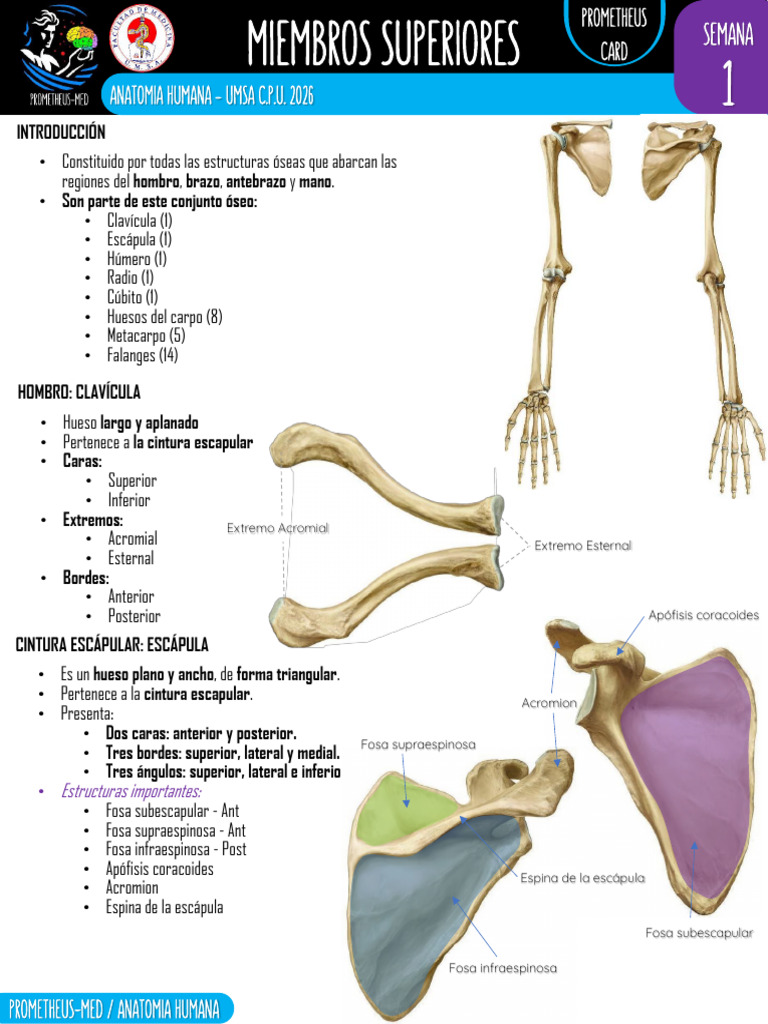 Prometheus Card | PDF | Mano | Sistema musculoesquelético