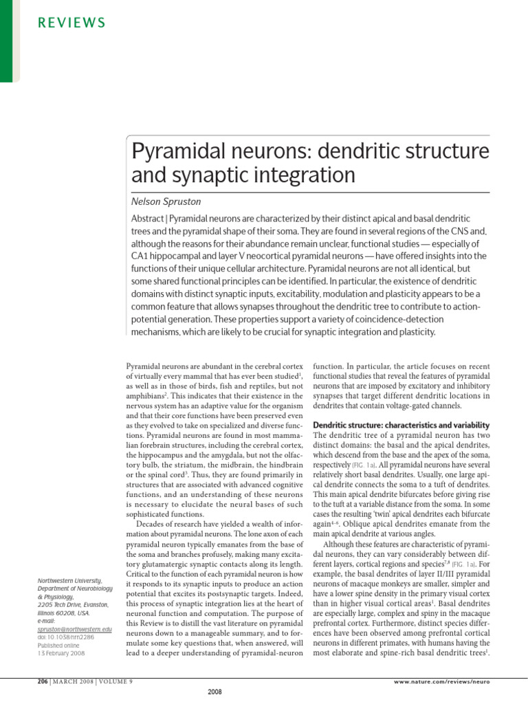S Pyramidal | PDF | Pyramidal Cell | Dendrite