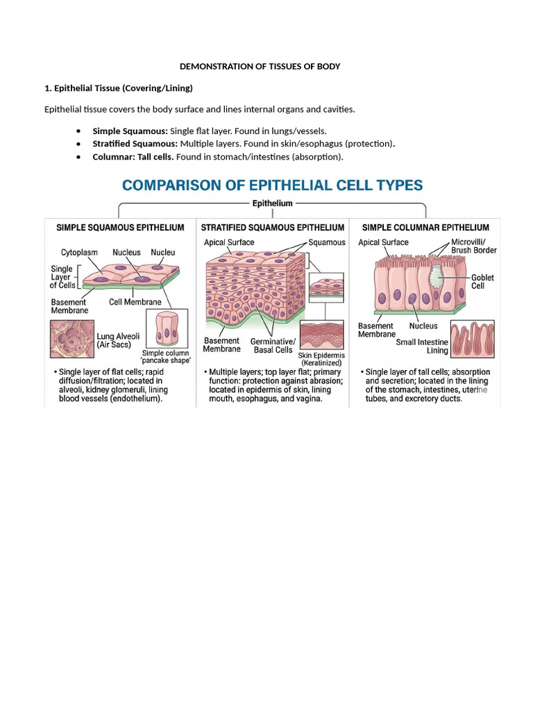 Demonstration of Tissues of Body | PDF