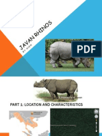 Javan Rhinos