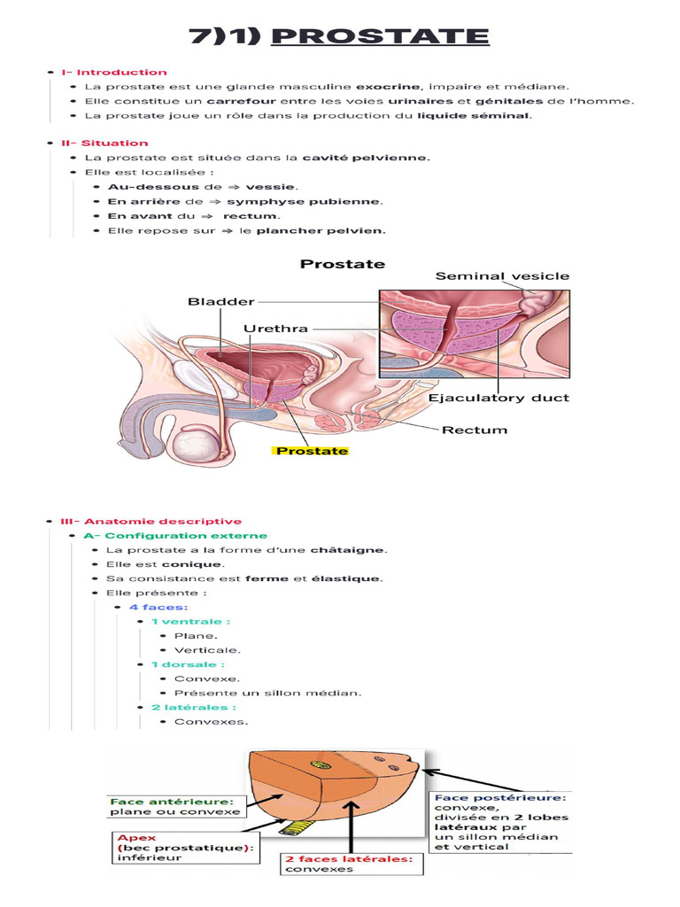07)1) Prostate | PDF