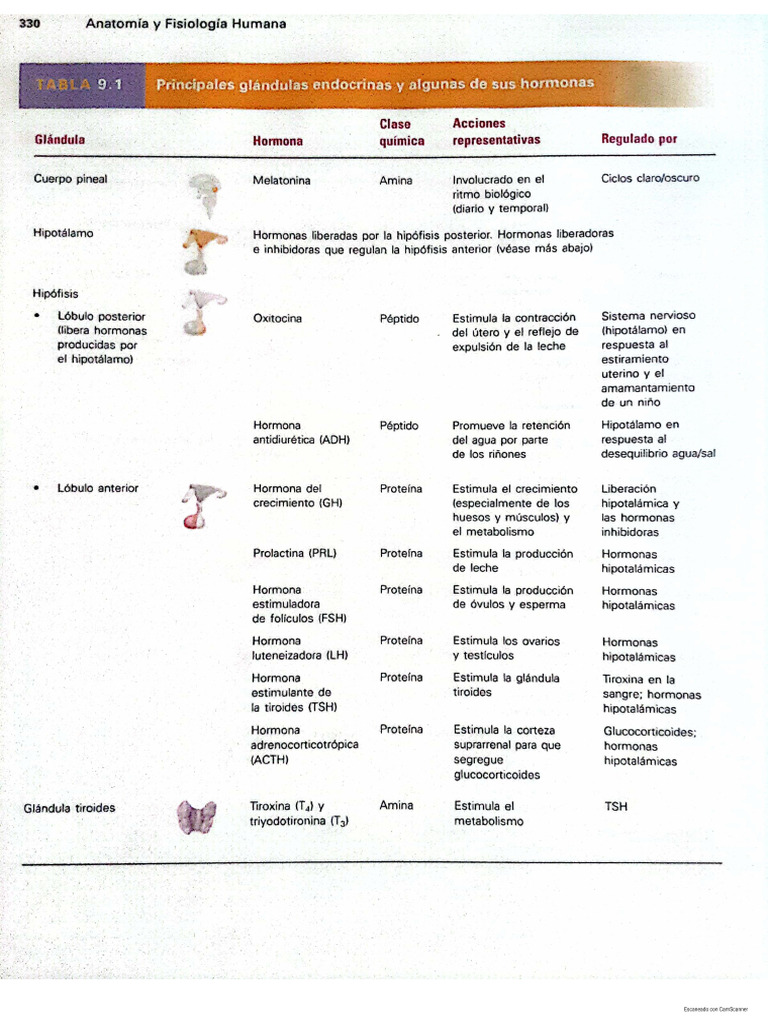 Sistema Endocrino (Glandulas, Hormonas) | PDF