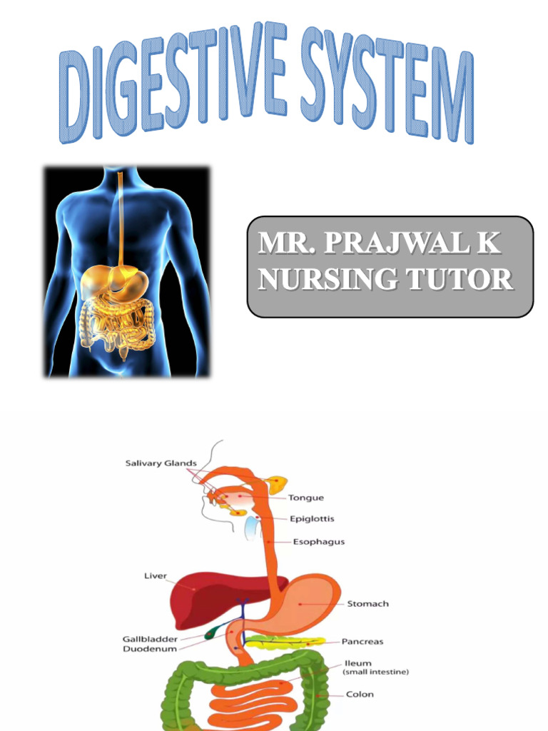 Digestive System | PDF