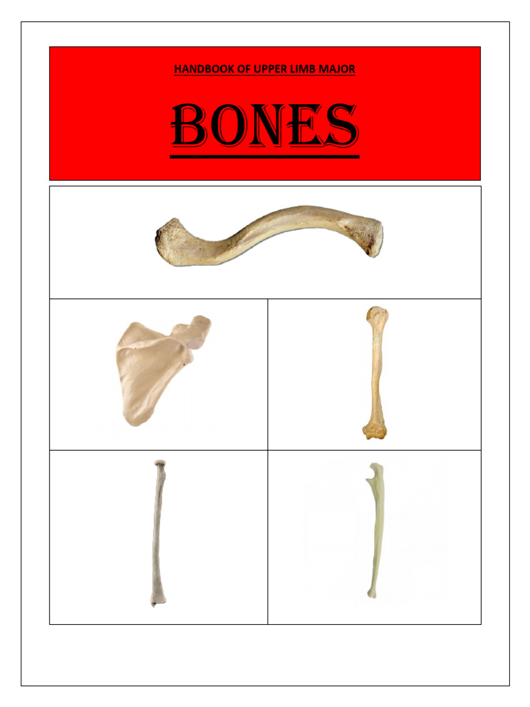 Bones PDF | PDF | Limbs (Anatomy) | Skeletal System