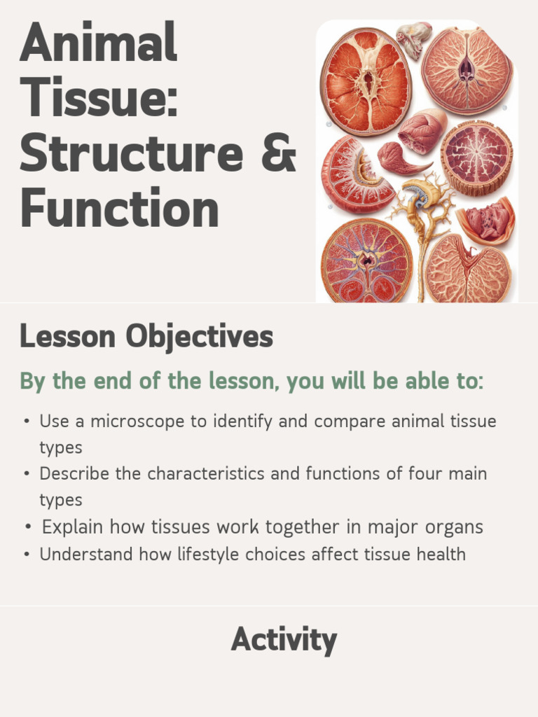 Lesson 2. Animal Tissues Epithelial and Connective | PDF | Epithelium ...