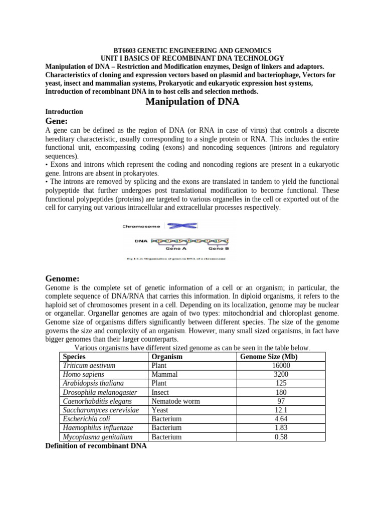 Unit 1 Ge and Genomics Final | PDF | Molecular Cloning | Vector ...