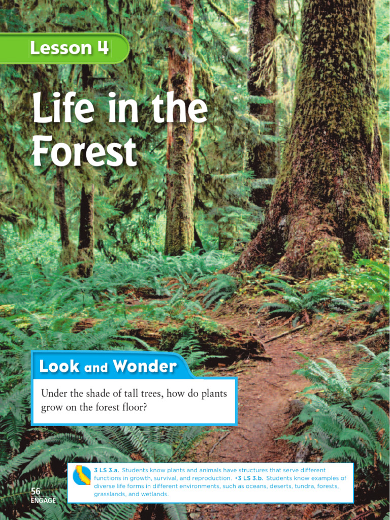 Forest | PDF | Rainforest | Forests