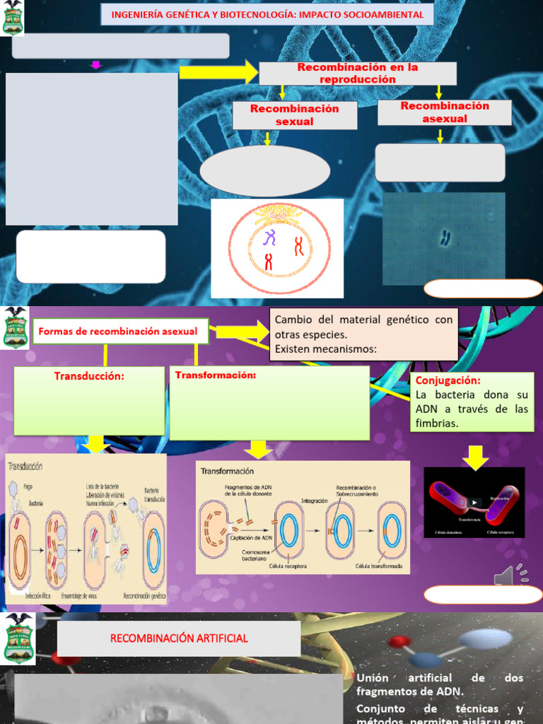 Recombinacion Del ADN Tema 2 | PDF | Clonación | Recombinación genética