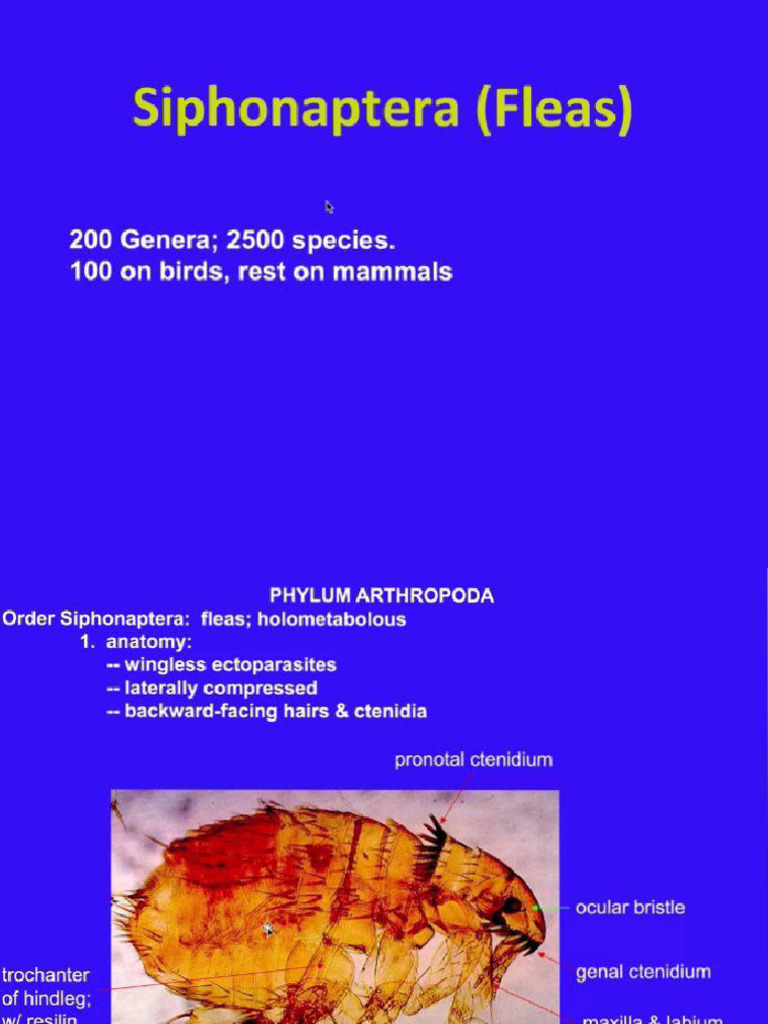 RR_5th Class (Fleas) | PDF