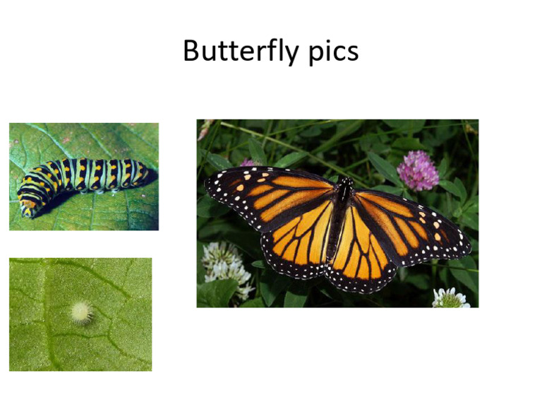 Butterfly | PDF