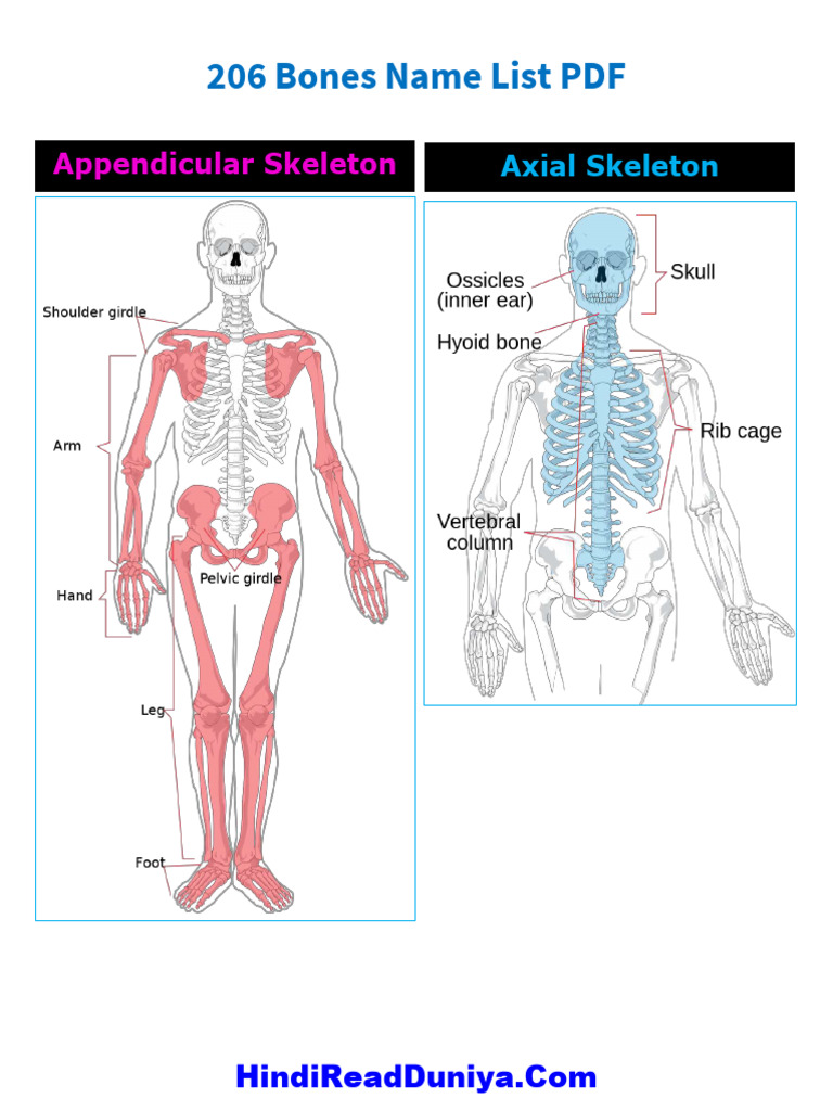 206 Bones Name List PDF | PDF