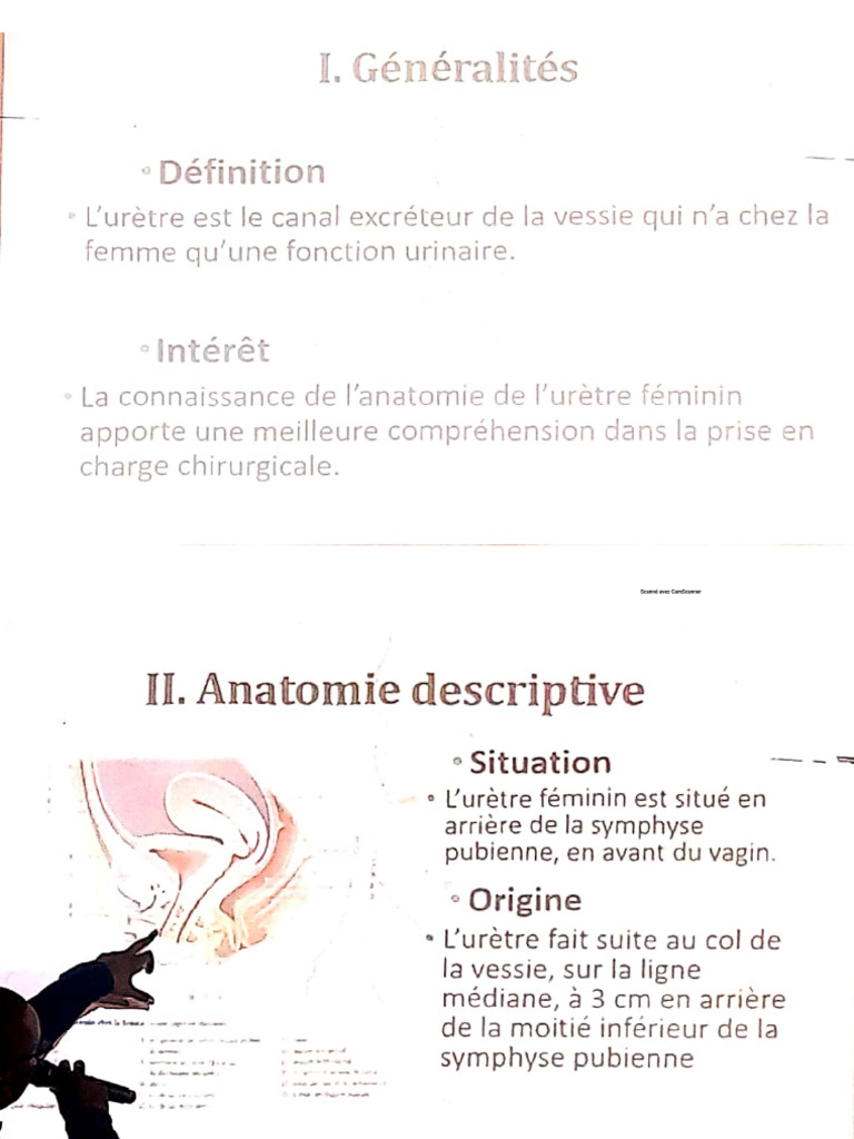 Anatomie de L'urètre Feminin | PDF