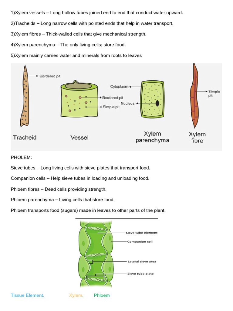 Xylem Mainly Carries Water and Minerals From Roots to Leaves_20260314 ...