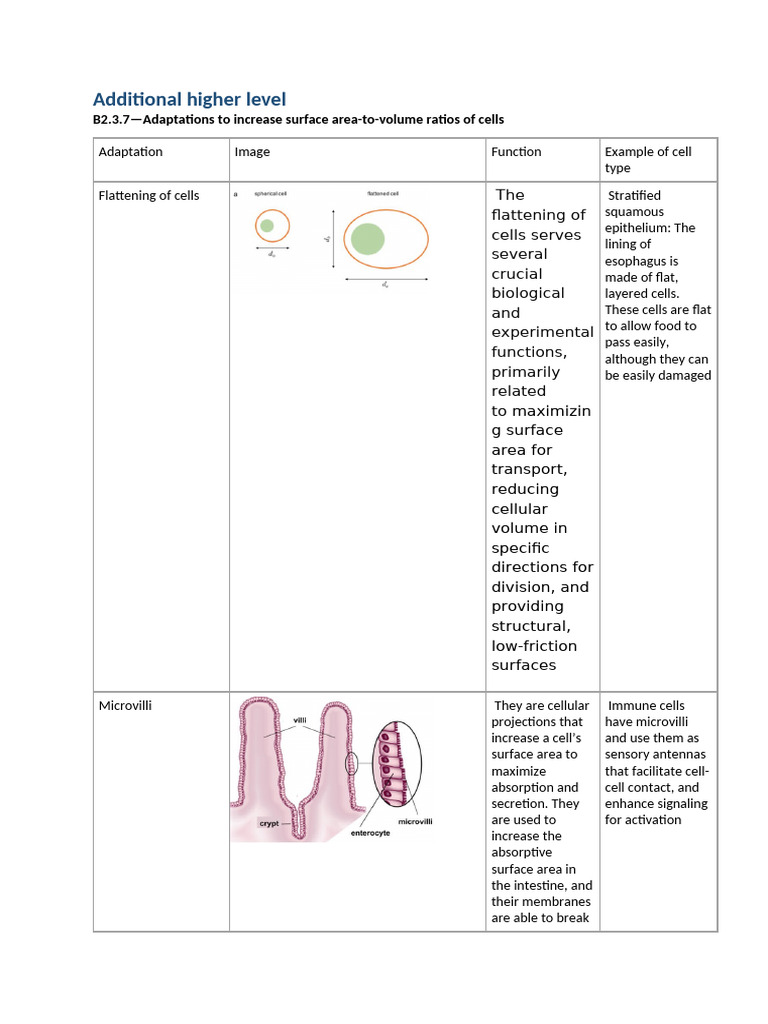 Adaptations of Cells To Their Function (Cell Specialisation) | PDF ...