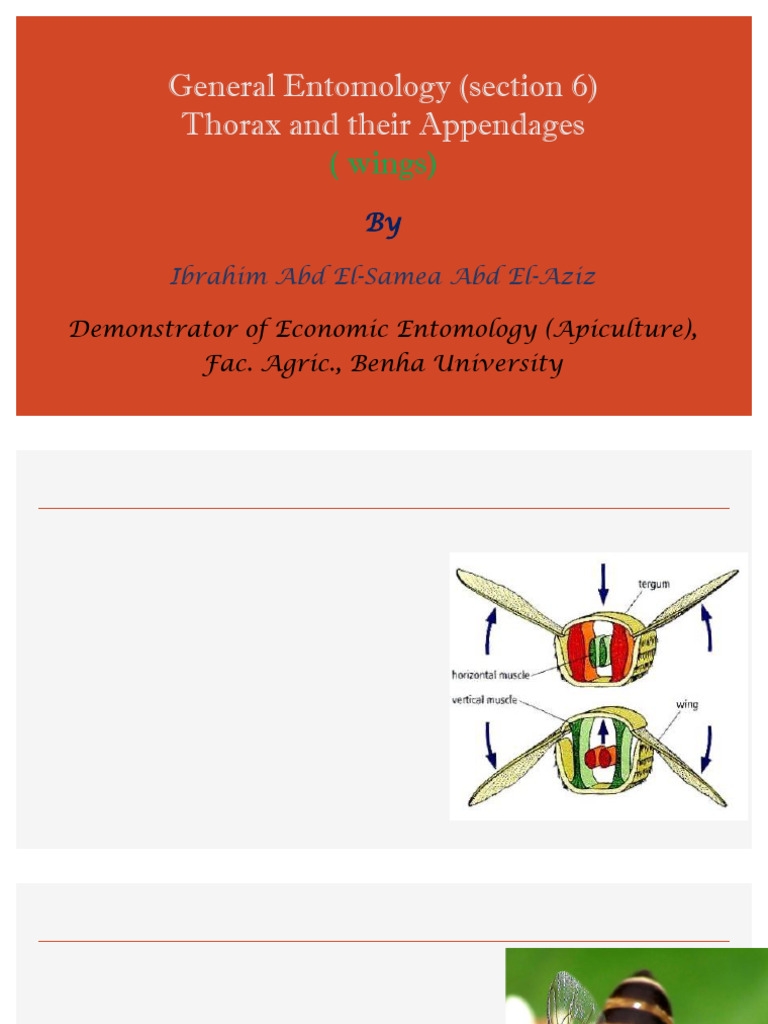 General Entomology (Section 6) | PDF | Insects | Arthropodology