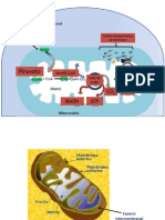Esquema de Mitocondria y Cloroplasto